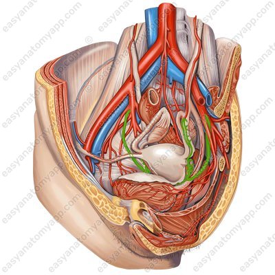 Яичниковая ветвь маточной артерии (a. uterina)